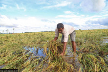 Government mute spectator as extreme weather hits farmers