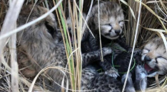 Translocated Namibia cheetah gives birth to 4 cubs in India