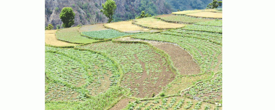 Vegetable farming brings prosperity to farmers