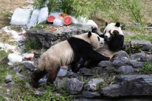 Chinese president corresponds with Belgian zookeeper over pandas, friendship