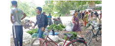 Niguro serves as a reliable source of income