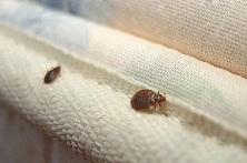 法国11%家庭苦于床虫祸害 灭虫成本高昂