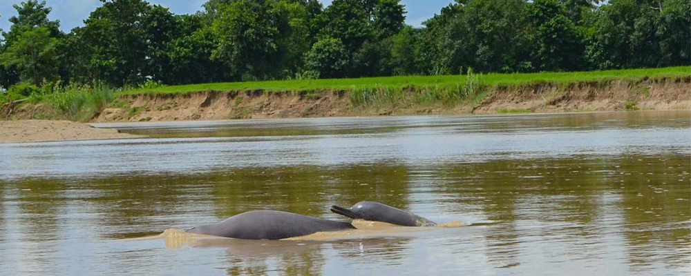 Dolphin-watching season begins in Kailali