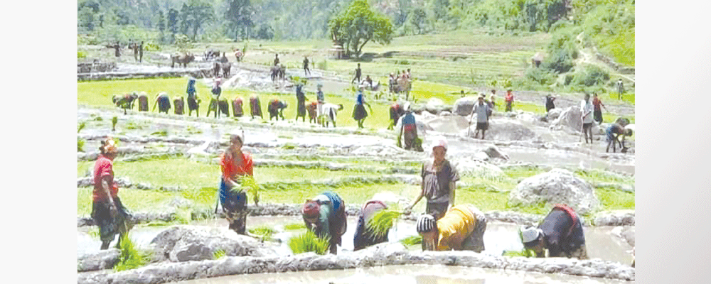 Plantation across nation at 68%