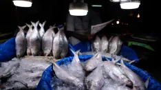 Govt measures boost ilish production in Khulna
