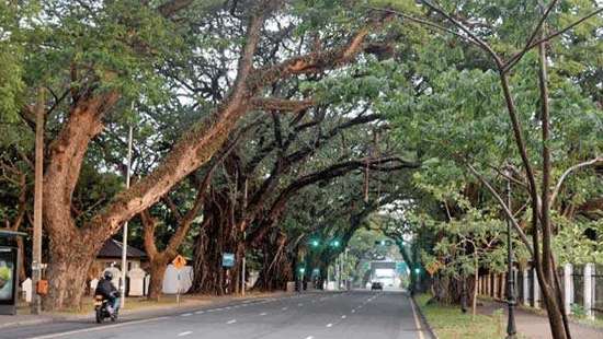 Some 300 trees in CMC area identified as potential threat