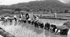 वर्षा नहुँदा रोपाइँमा ढिलाइ