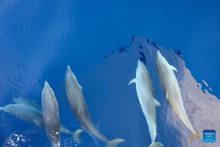 Large number of cetaceans witnessed in S China's Hainan