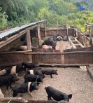 African Swine Fever reported in 10 dzongkhags since 2020