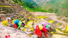 देशभर ४२ प्रतिशत रोपाइँ सम्पन्न