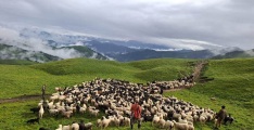 चरनका लागि पाटन ल्याइएको भेडा