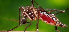 Dengue cases surpass 6,000, over 600 reported in Kathmandu Valley