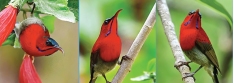 Status Of Crimson Sunbird