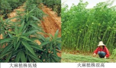 被禁种但资源丰富：火麻种植能为尼泊尔带来哪些好处？