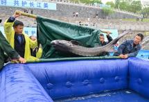 Over 20,000 second-generation Chinese sturgeon released into Yangtze River