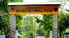 बाँके निकुञ्ज आउने पर्यटकको सङ्ख्या वर्षेनी बढ्दै