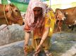 India promotes biogas amid energy crunch