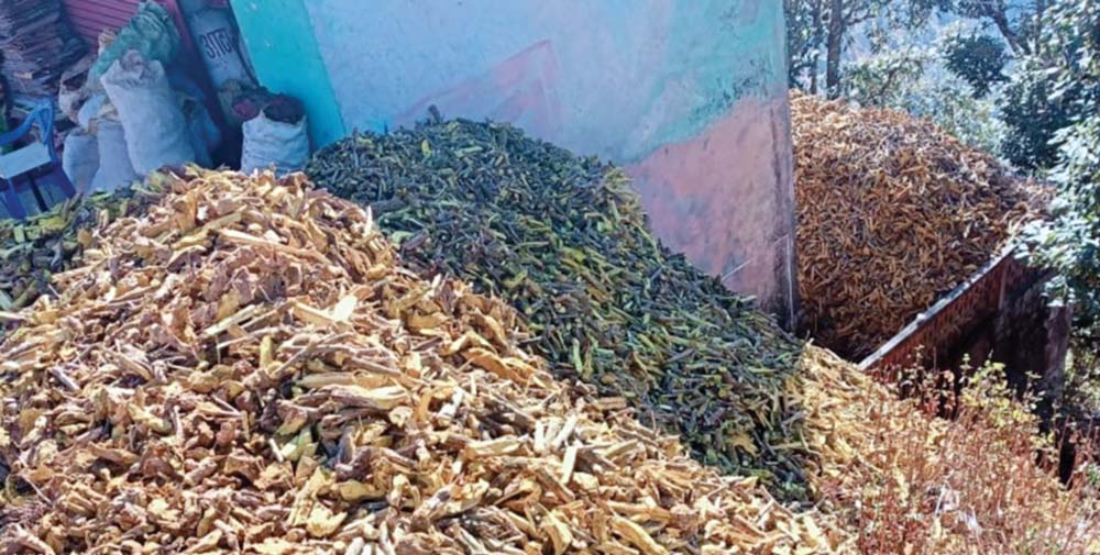 Jada-सस्तोमा-जडीबुटी-निकासी,-महङ्गोमा-चुर्ण-खरिद-(2)-(1)