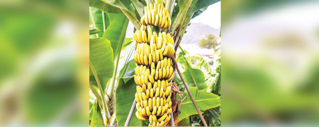 Banana prices hit record high