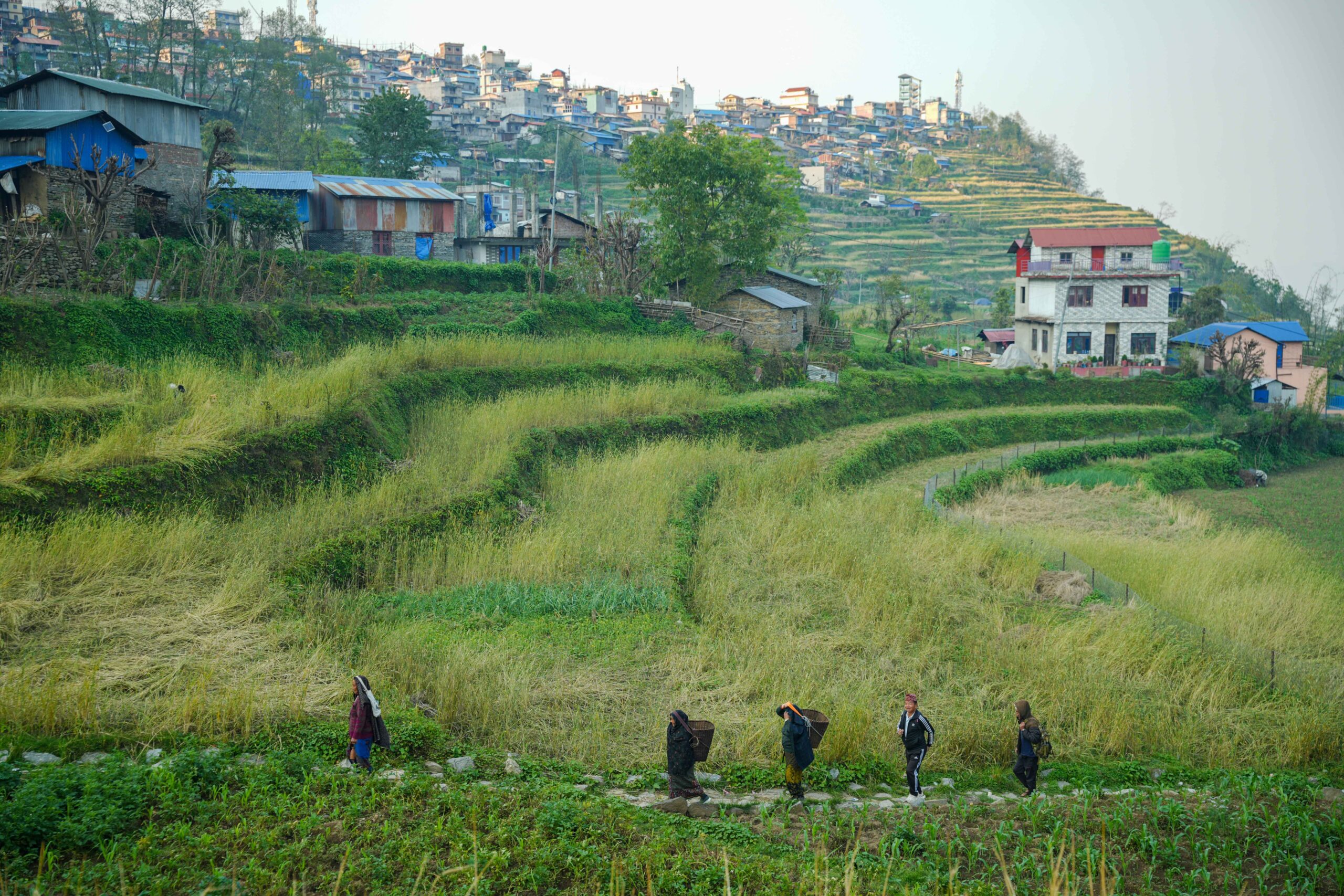 Barpak_Gorkha_DSC06710-1-scaled