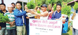 Orange, coffee farming expands in northern Morang