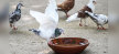 Pakistan rescuers aid birds for survival