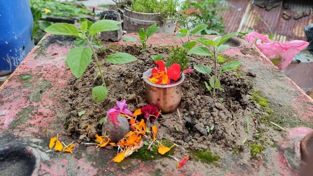 Tulsi