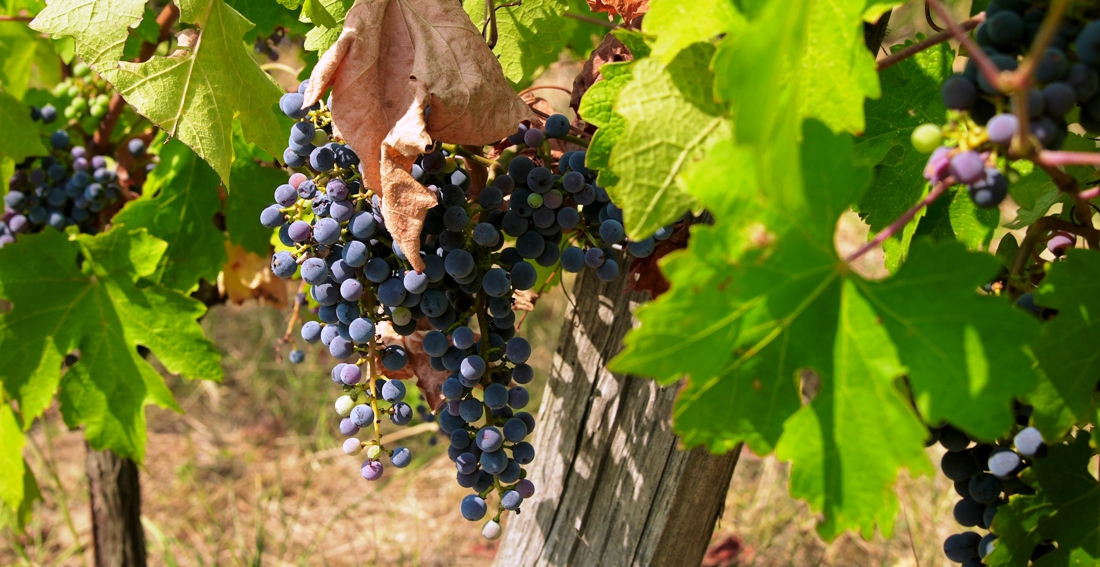 Grapes