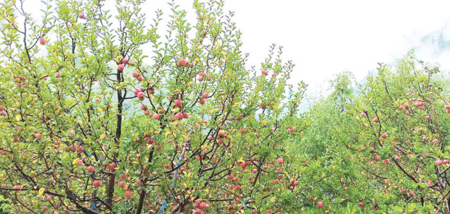 Apple picking begins in Jumla after technical approval