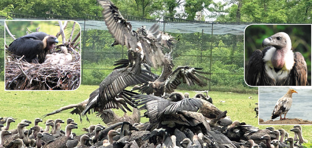 vulture